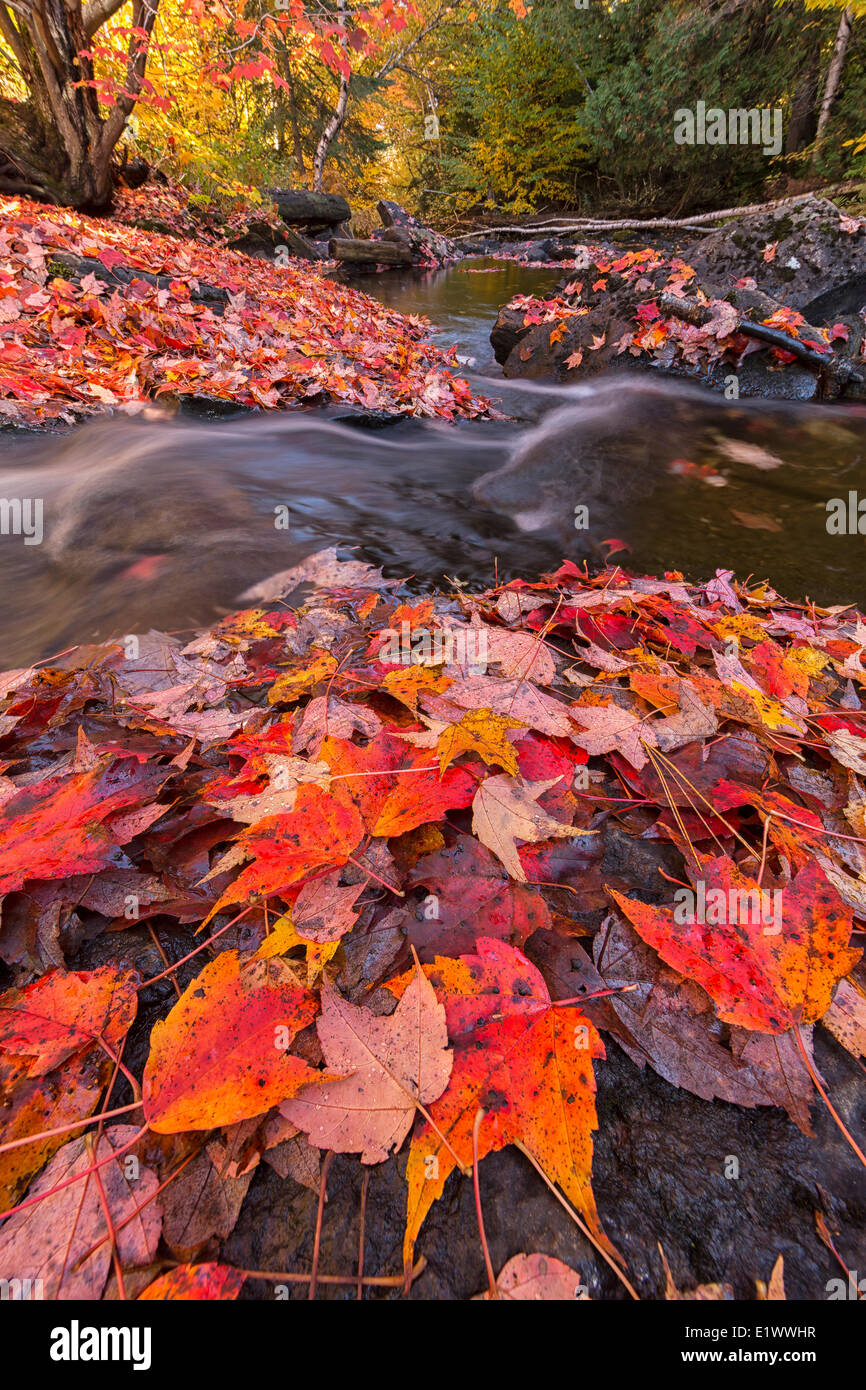 The Madawaska River flows through a carpet of red maple leaves along the Track and Tower trail in Algonquin Park. Stock Photo