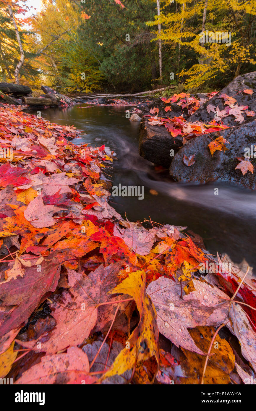 The Madawaska River flows through a carpet of red maple leaves along