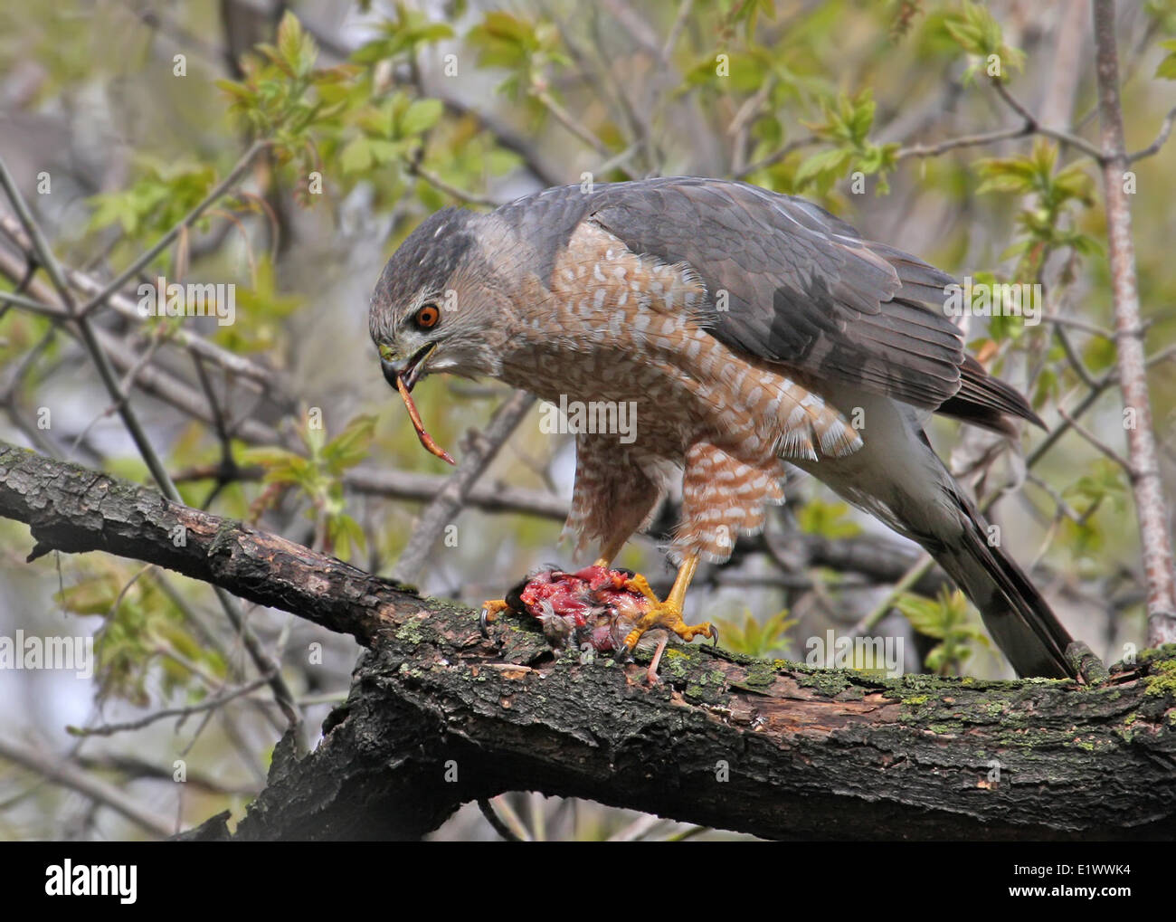 Cooper's Hawk, Accipiter cooperii, eating prey on branch, in Saskatchewan, Canada Stock Photo