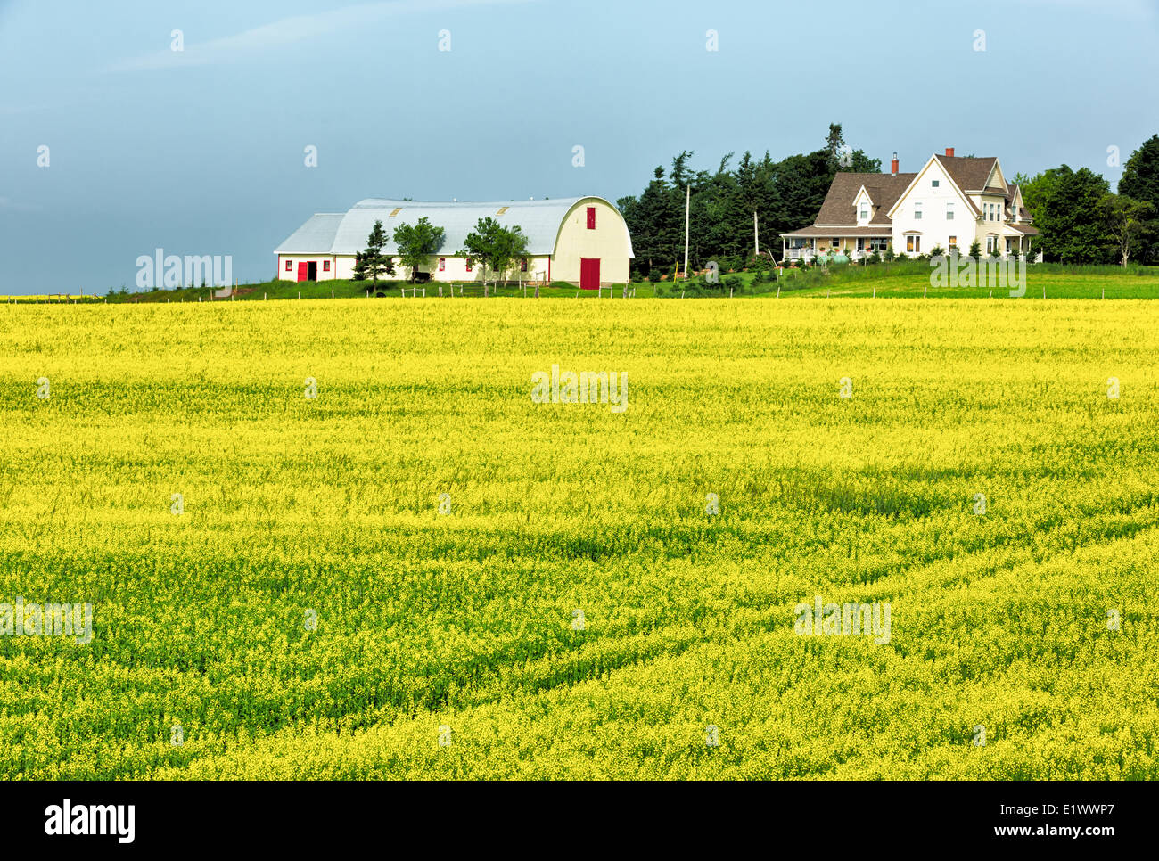 Farm and field of Canola, Breadalbane, Prince Edward Island, Canada