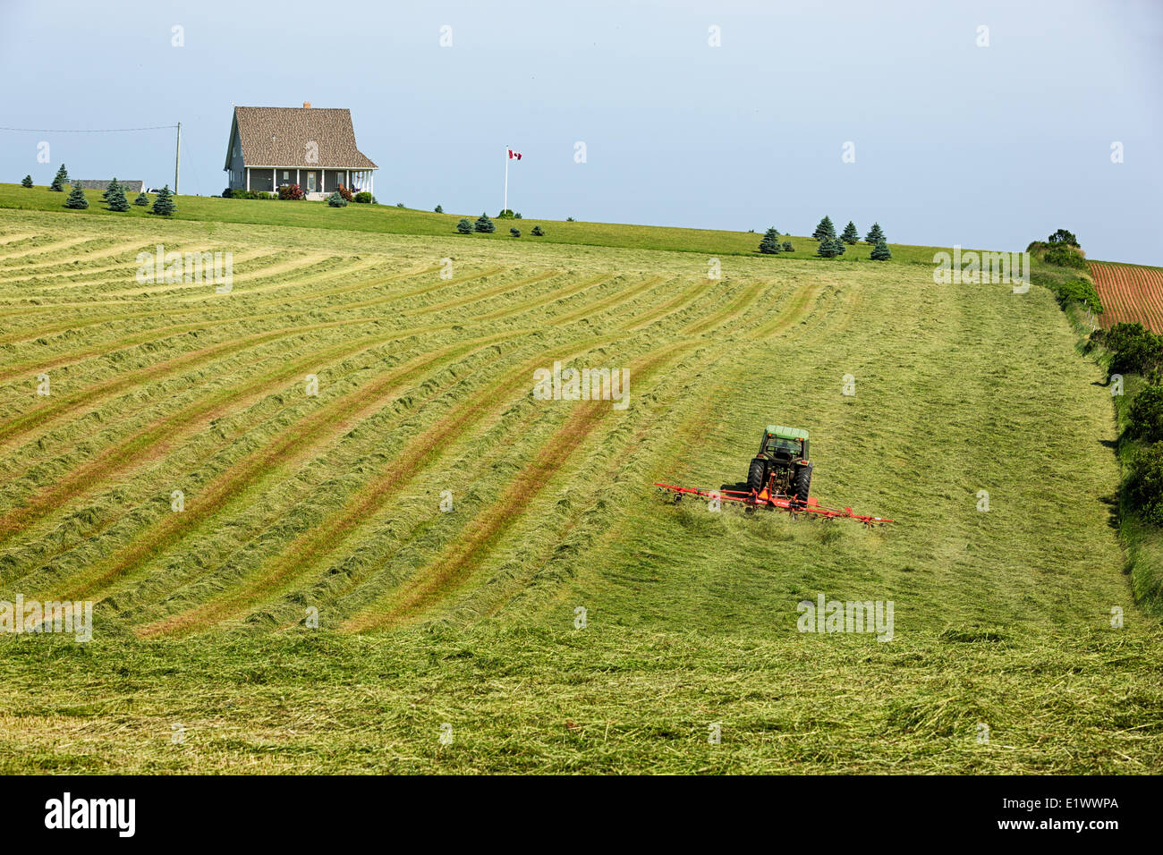 Tractor harvesting hayfield, Park Corner, Prince Edward Island, Canada