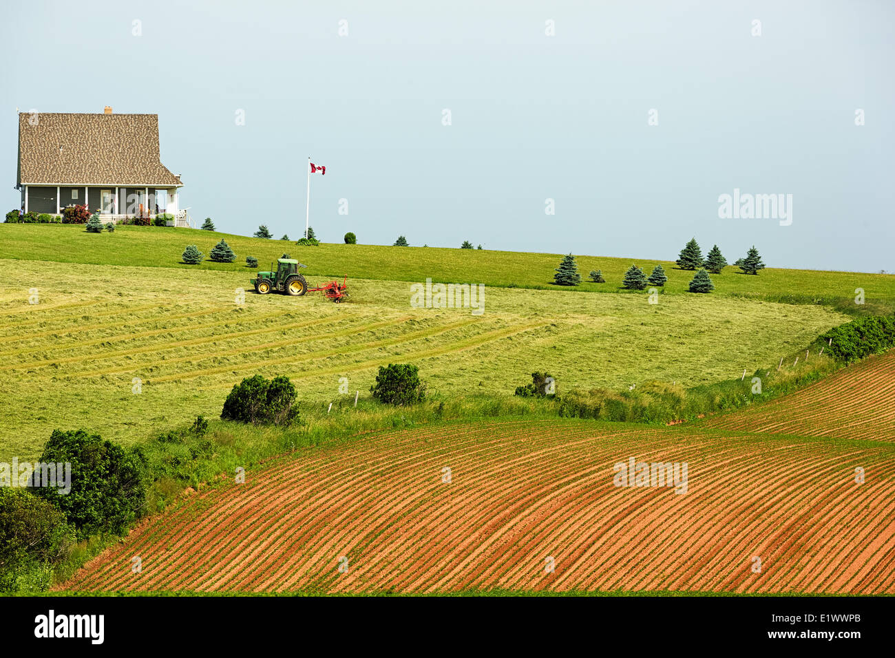 Tractor harvesting hayfield, Park Corner, Prince Edward Island, Canada