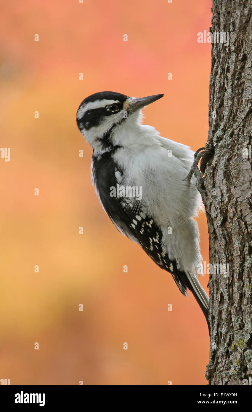 Hairy Woodpecker,Picoides villosus clinging to a tree in Saskatoon, Saskatchewan in the fall Stock Photo
