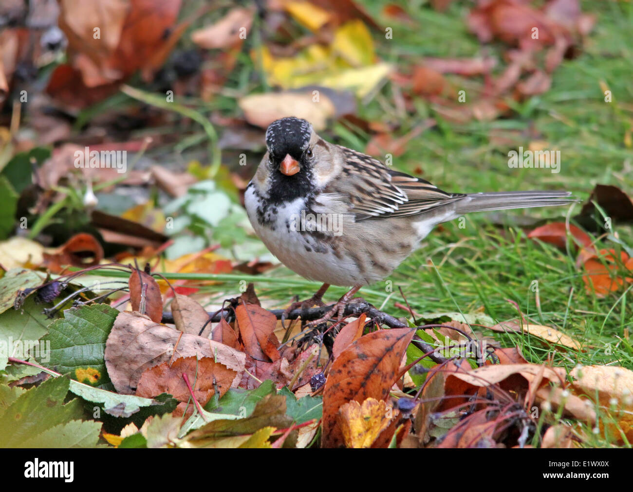Harris's Sparrow, Zonotrichia querula, on a lawn with fall leaves, in Saskatchewan, Canada Stock Photo