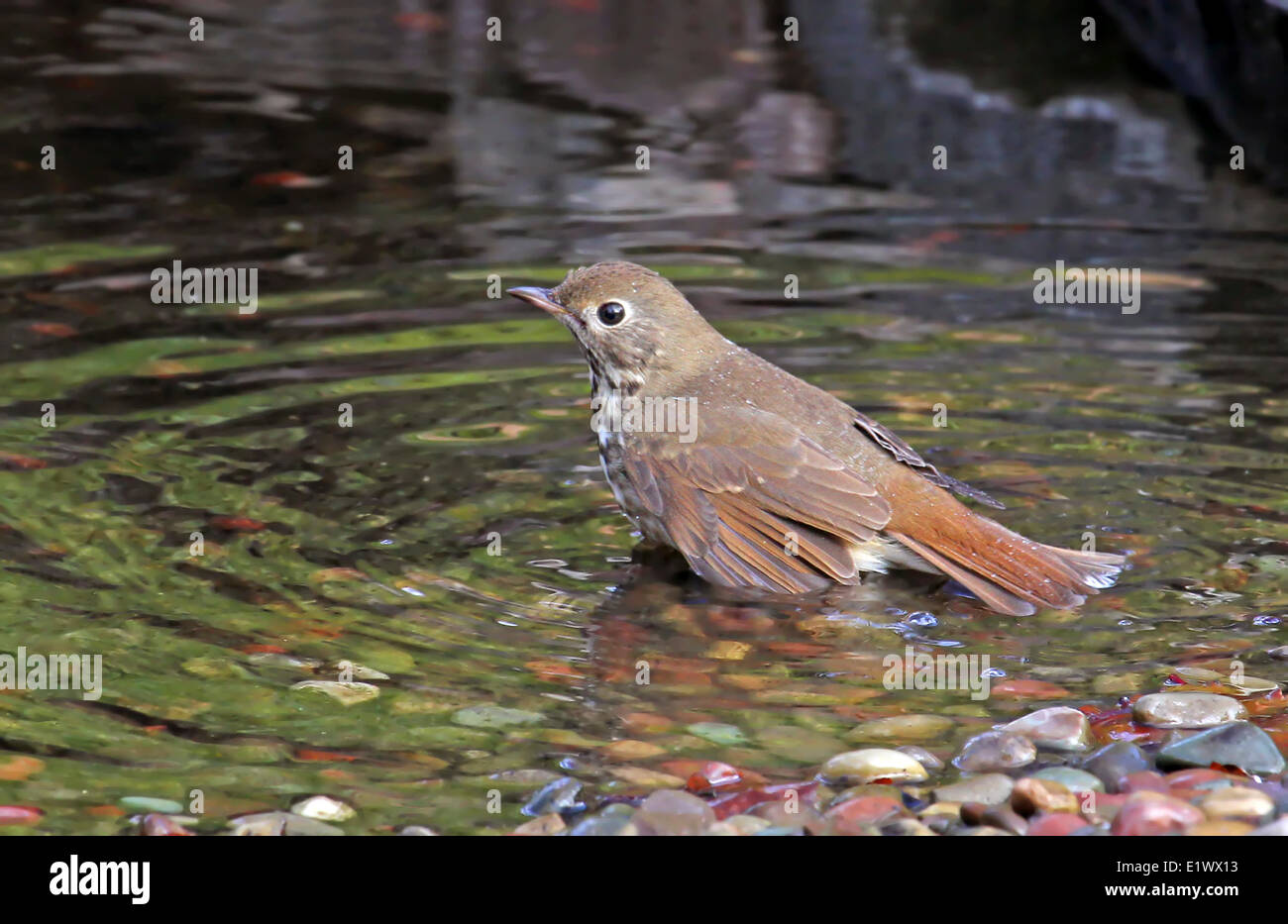 Hermit Thrush, Catharus guttatus, bathing in a backyard pond in Saskatoon, Saskatchewan, Canada Stock Photo