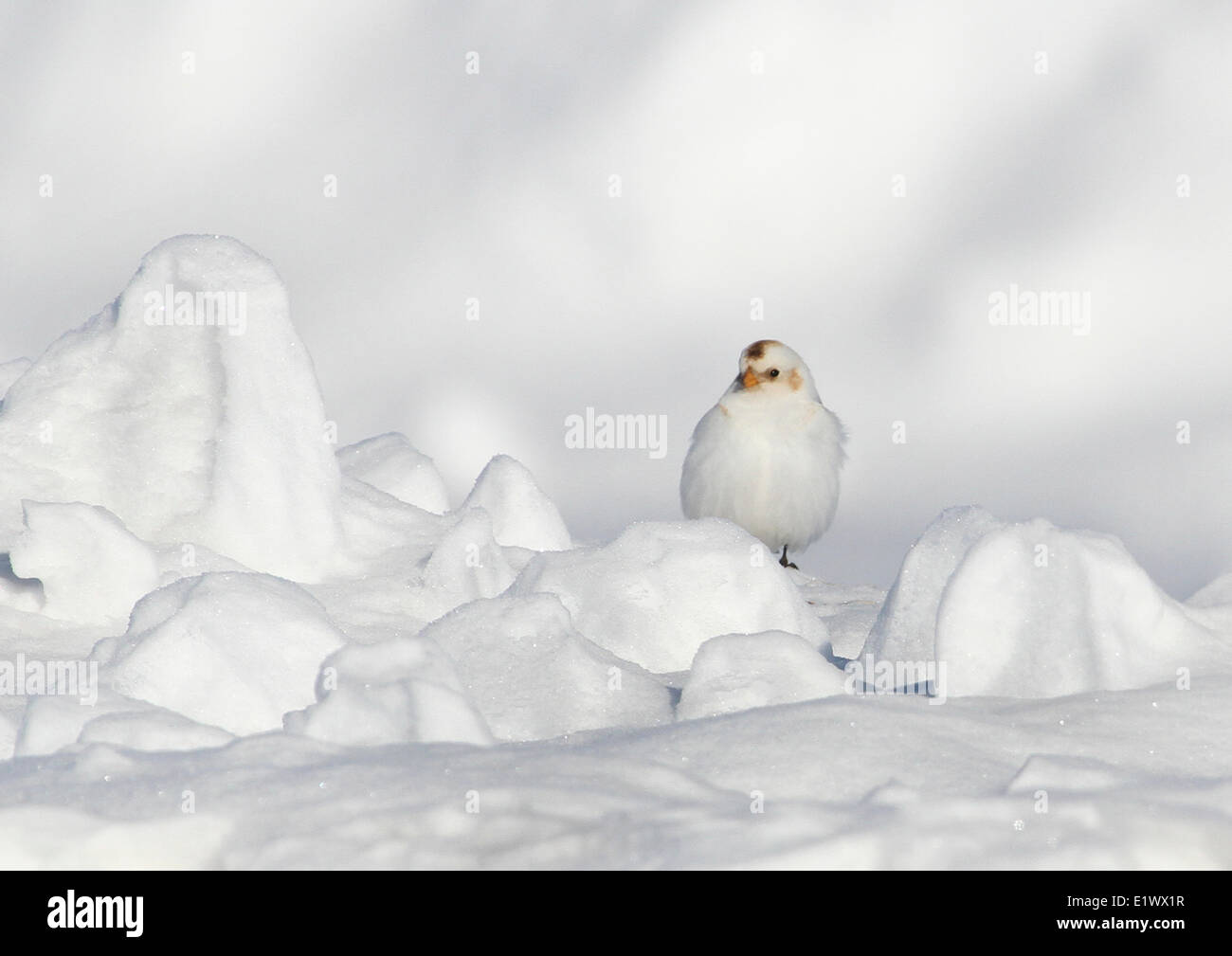 Snow Bunting, Plectrophenax nivalis, sat on a snow drift at Hudson Bay, in Saskatchewan Stock Photo