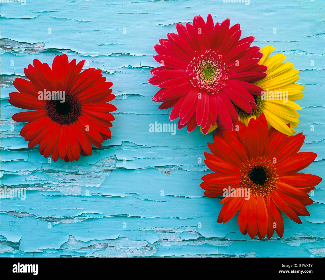 Grebera daisy hi-res stock photography and images - Alamy