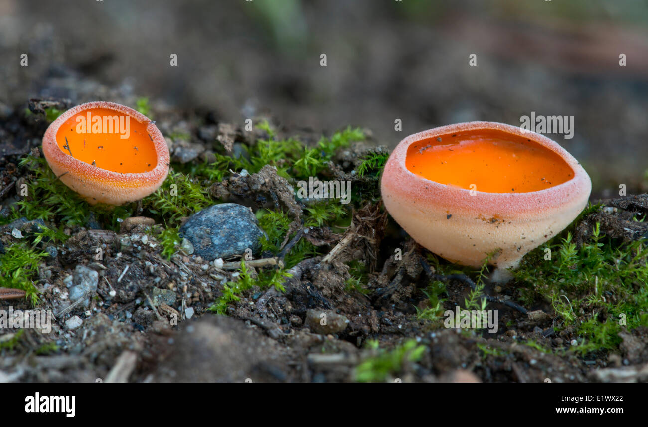 Orange Peel Fungus, Aleuria aurantia - Cup mushroom on ground at Beaver Lake, Victoria BC Stock Photo