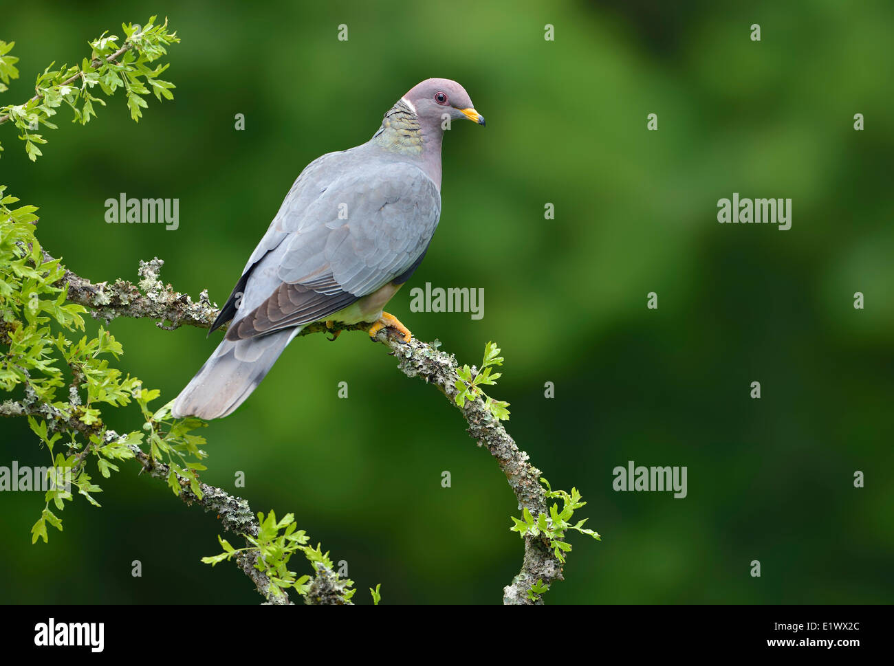 Band-tailed Pigeon on perch - Saanich BC Stock Photo