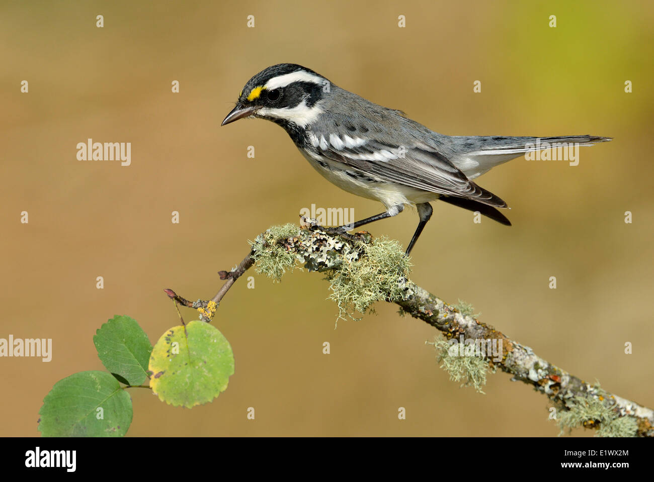 Male Black-throated Gray Warbler on perch - Saanich BC Stock Photo