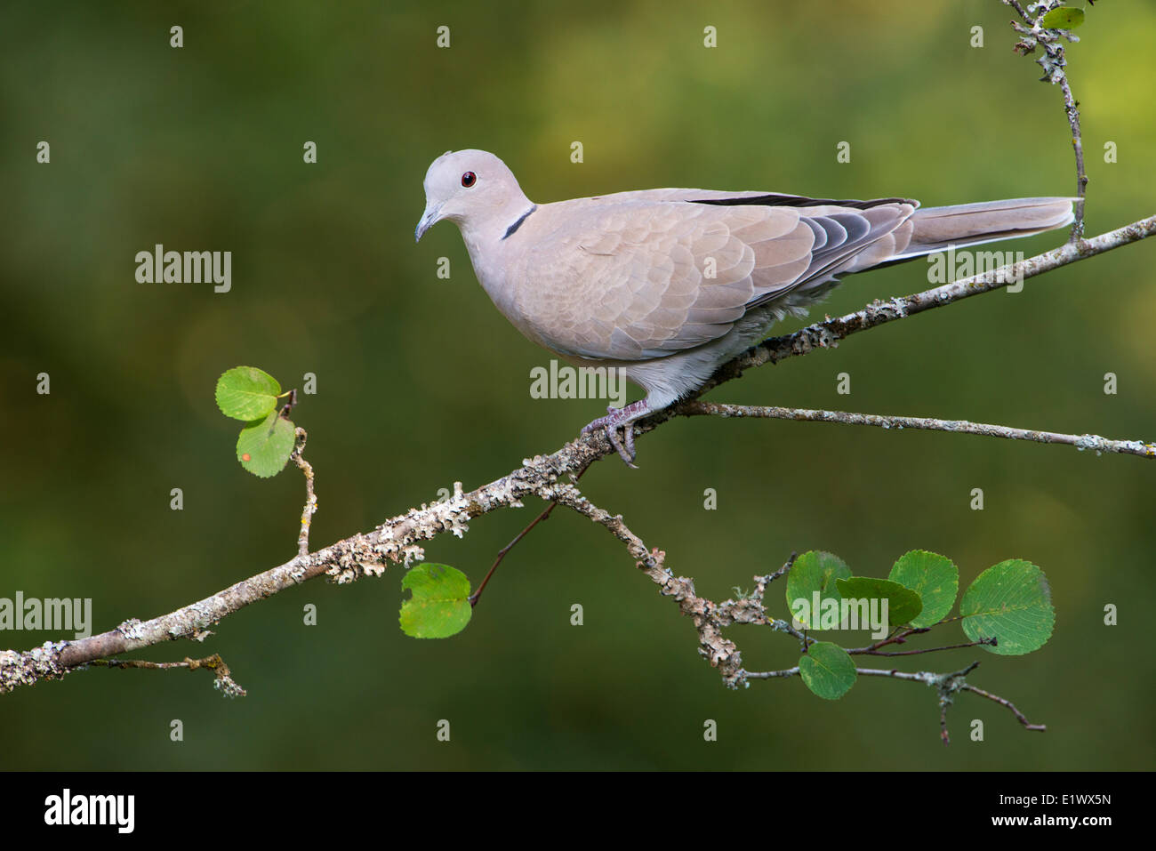 Eurasian Collared Dove Saanich BC Stock Photo Alamy