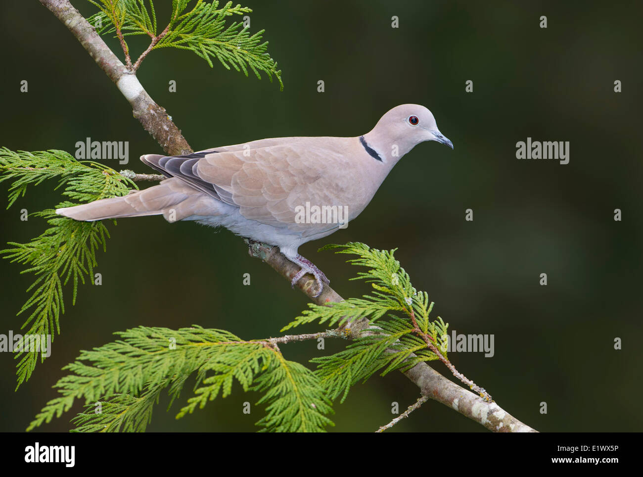 Eurasian Collared Dove Saanich BC Stock Photo Alamy