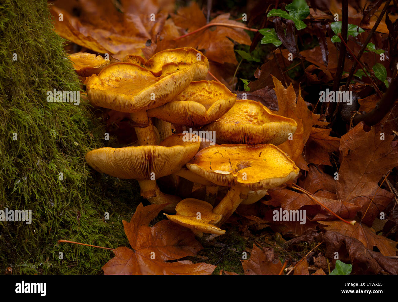 Gymnopilus spectabilis mushroom group - Beaver Lake, Victoria BC Stock Photo