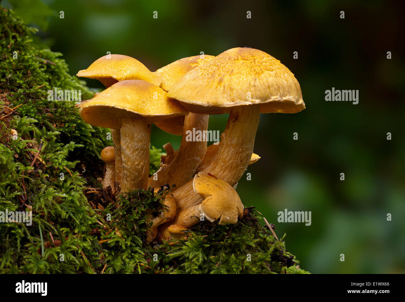 Gymnopilus spectabilis mushroom group - Beaver Lake, Victoria BC Stock Photo