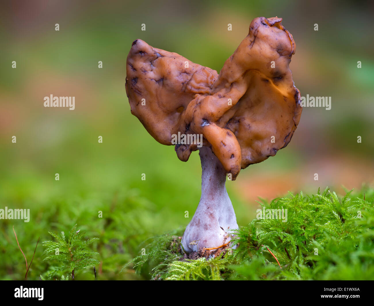 Gyromitra infula morel mushroom - Beaver Lake, Victoria BC Stock Photo