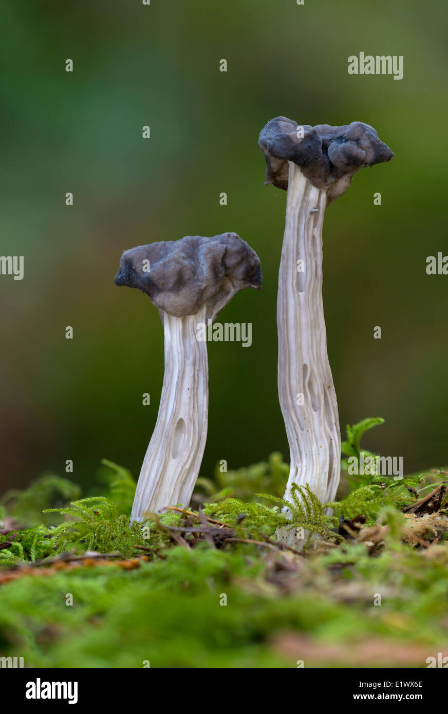 Helvella vespertina morel mushroom - Beaver Lake, Victoria BC Stock Photo