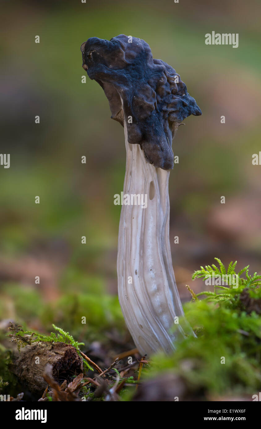 Helvella vespertina morel mushroom - Beaver Lake, Victoria BC Stock Photo