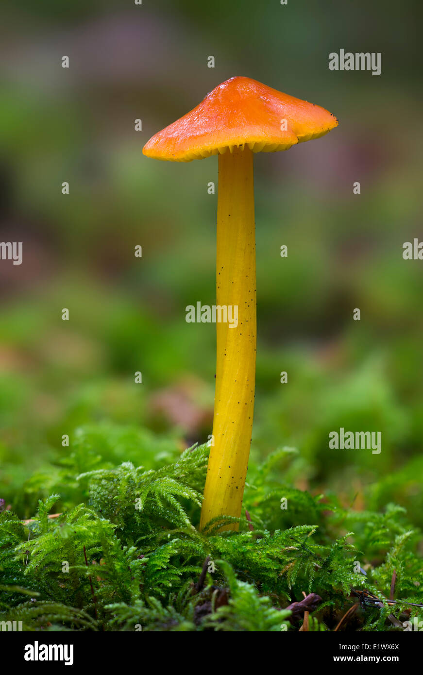 Hygrophorus conicus ('Witches Hat') mushroom - Beaver Lake, Victoria BC Stock Photo