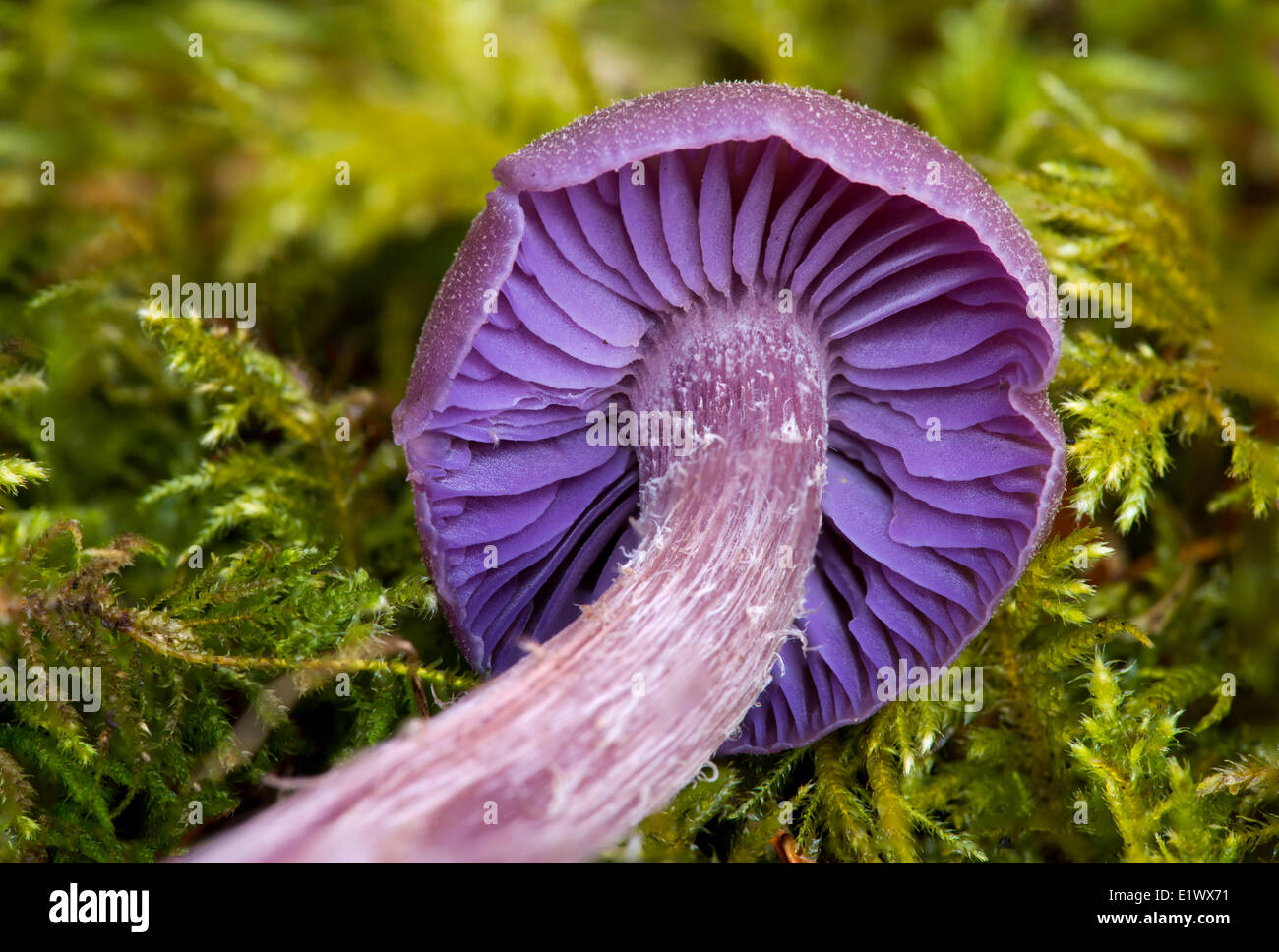 Laccaria amethysteo occidentalis hires stock photography and images