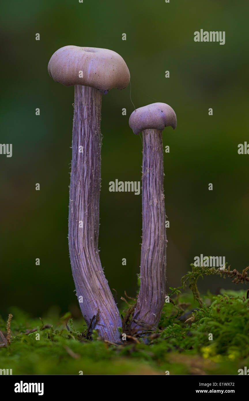 Laccaria amethysteo-occidentalis mushroom - Beaver Lake, Victoria BC Stock Photo