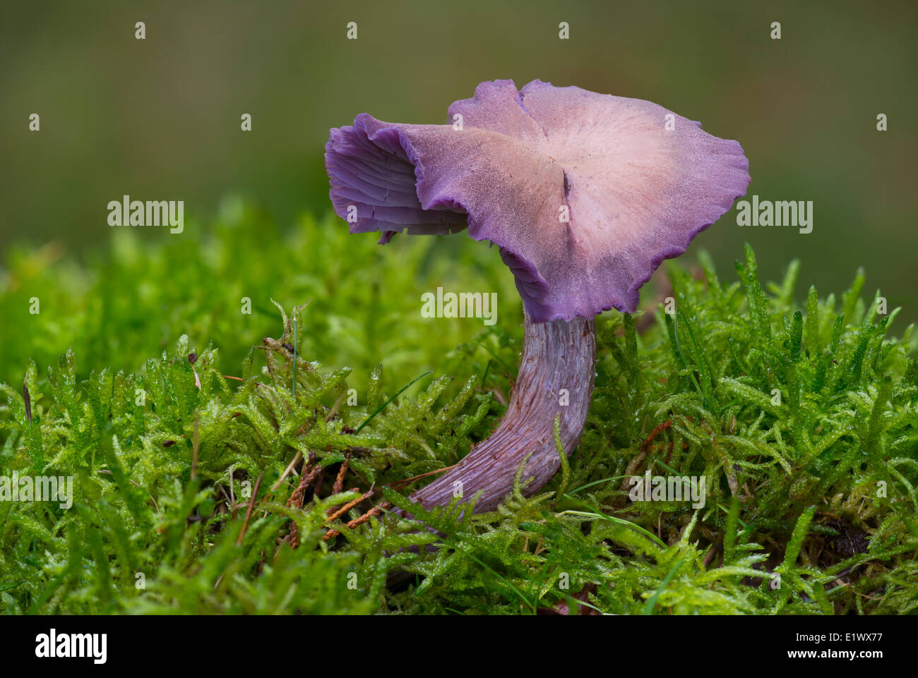 Laccaria amethysteo-occidentalis mushroom - Beaver Lake, Victoria BC Stock Photo