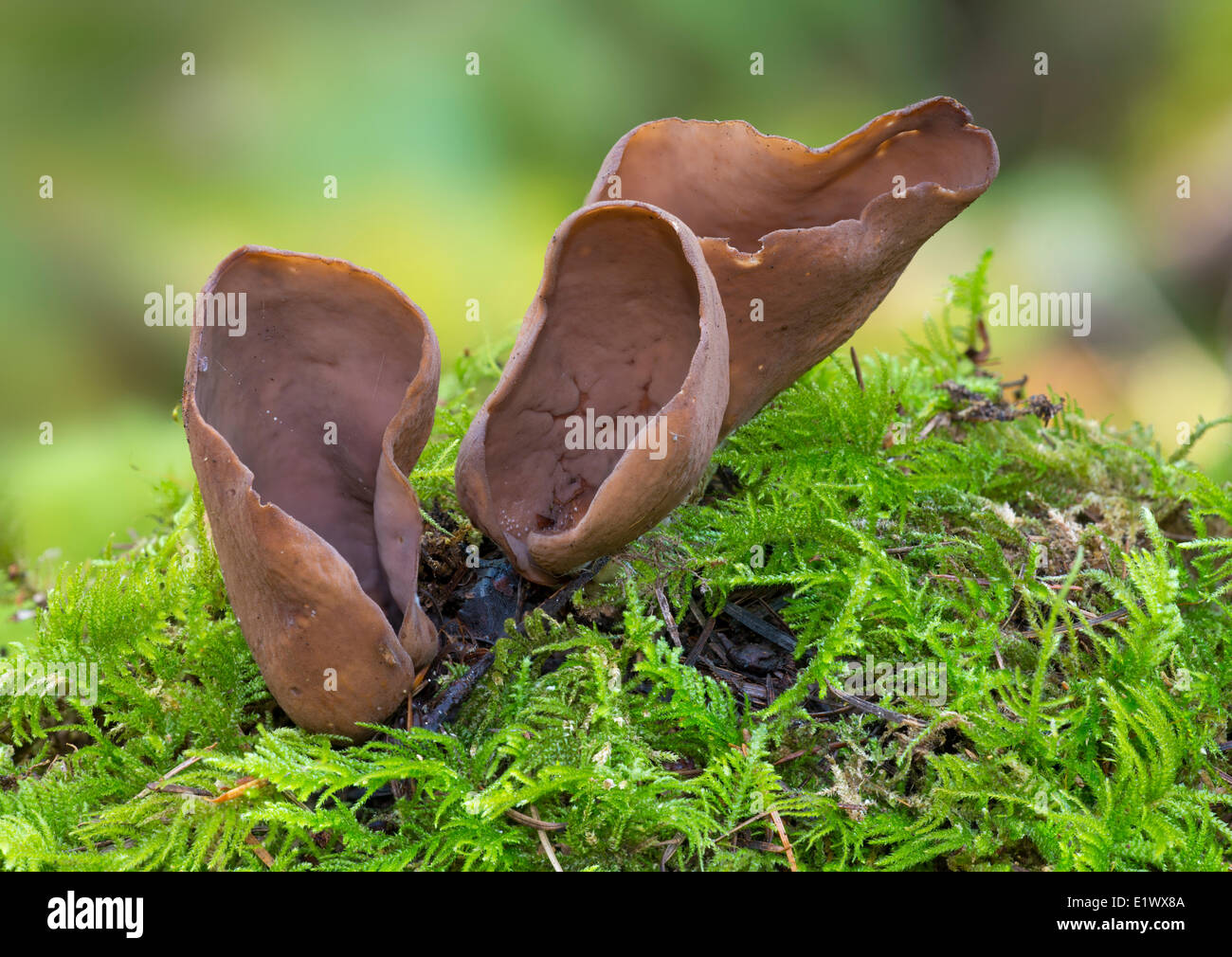 Otidea smithii cup mushroom - Beaver Lake, Victoria BC Stock Photo