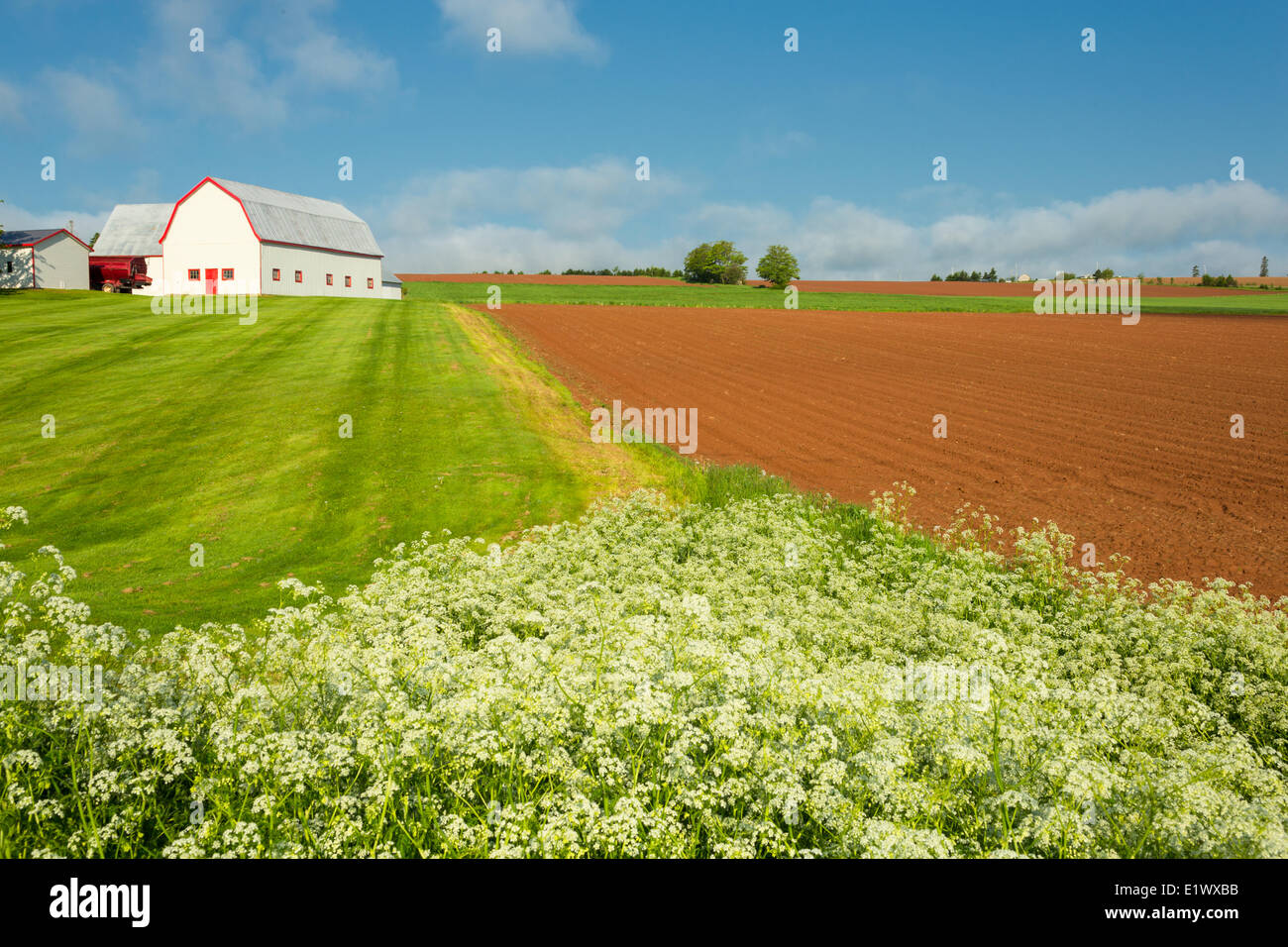 Queen Annes Lace wildflowers and barn, New Haven, Prince Edward Island, Canada Stock Photo