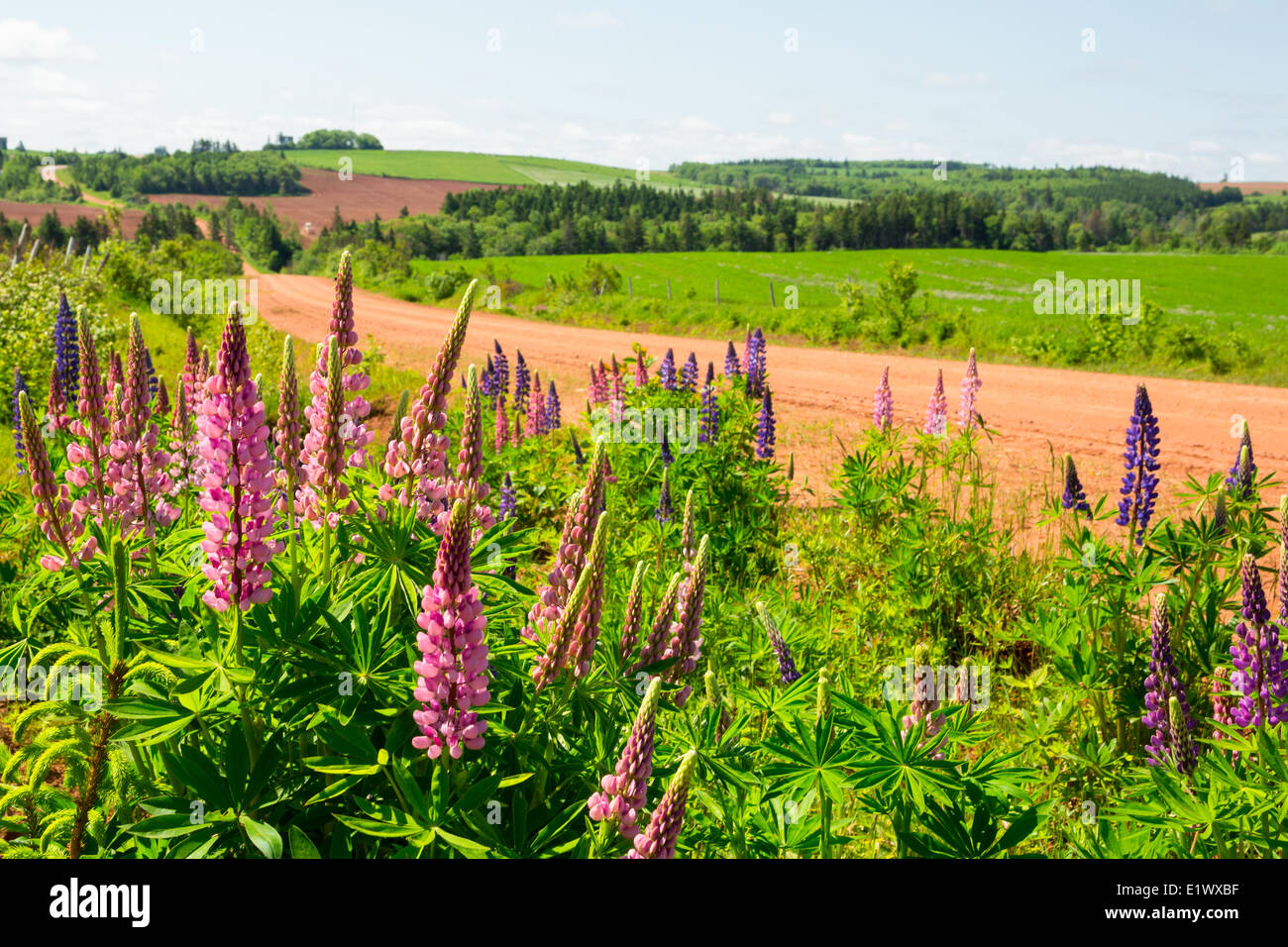 Lupines and clay road, Park Corner, Prince Edward Island, Canada Stock Photo
