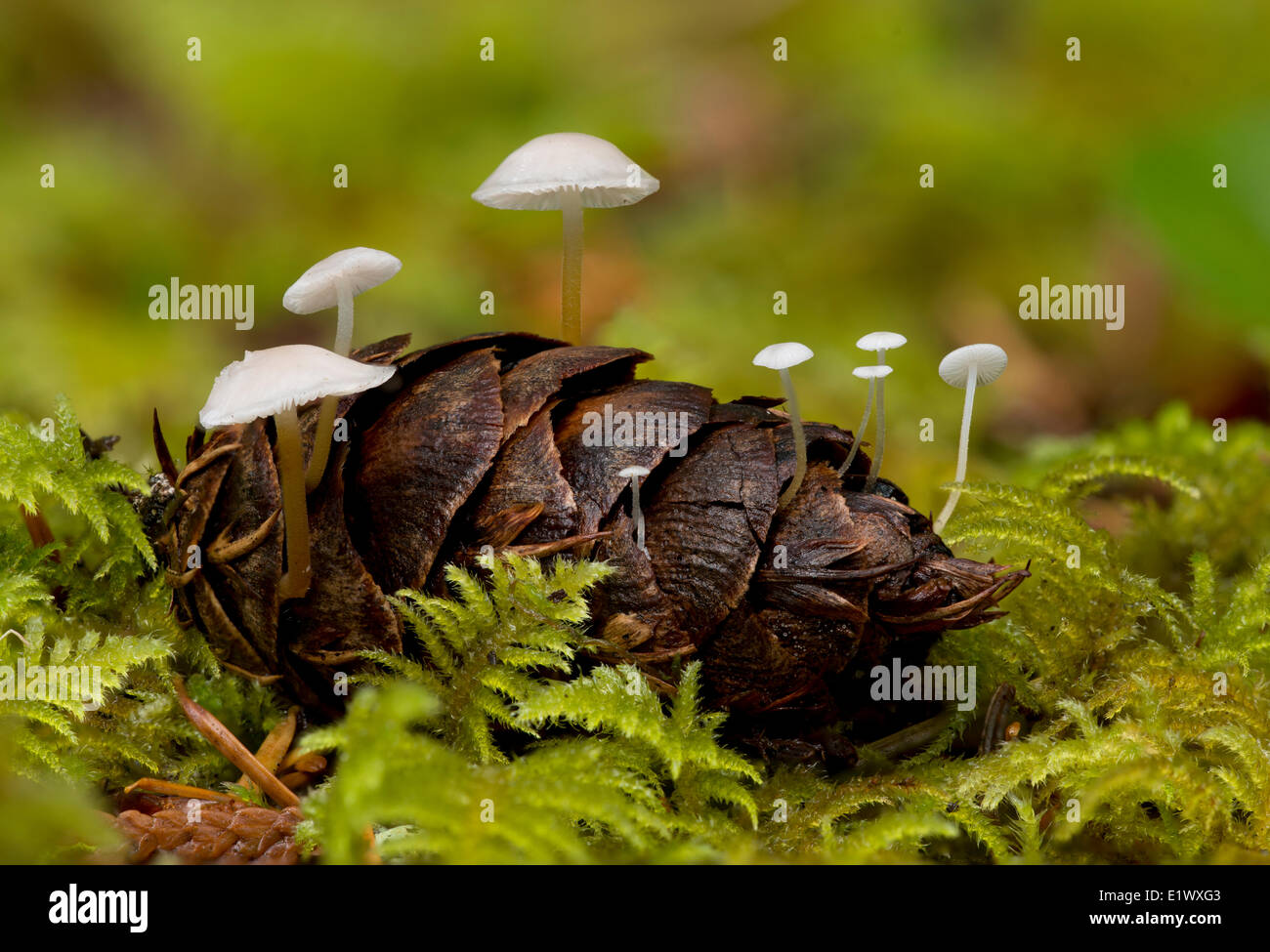 Strobilurus trullisatus mushroom growing out of Fir cone - Goldstream Provincial Park Stock Photo