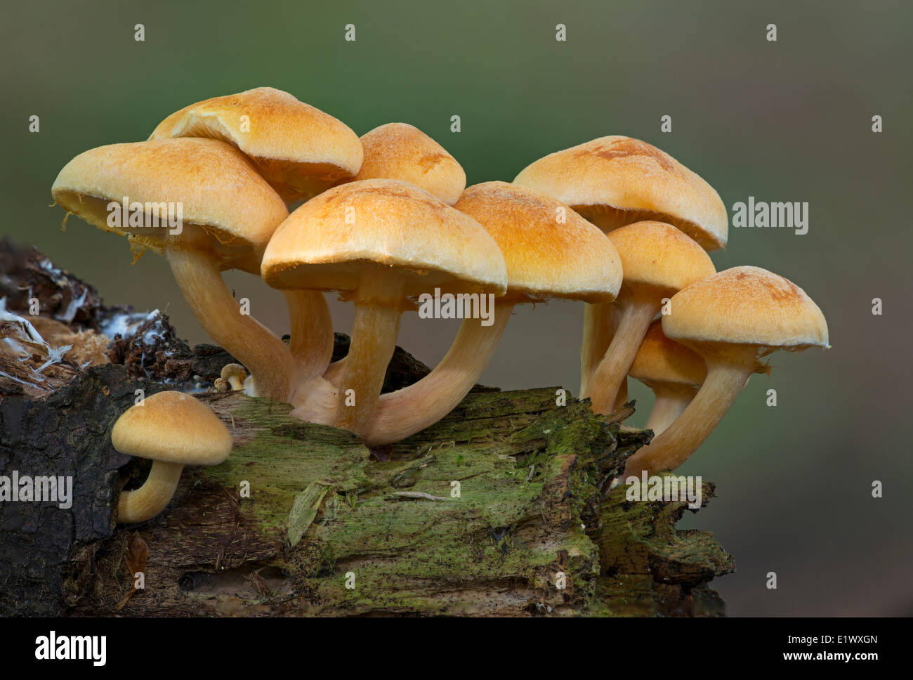 Unknown Mushroom Species - East Sooke Park, Sooke BC Stock Photo