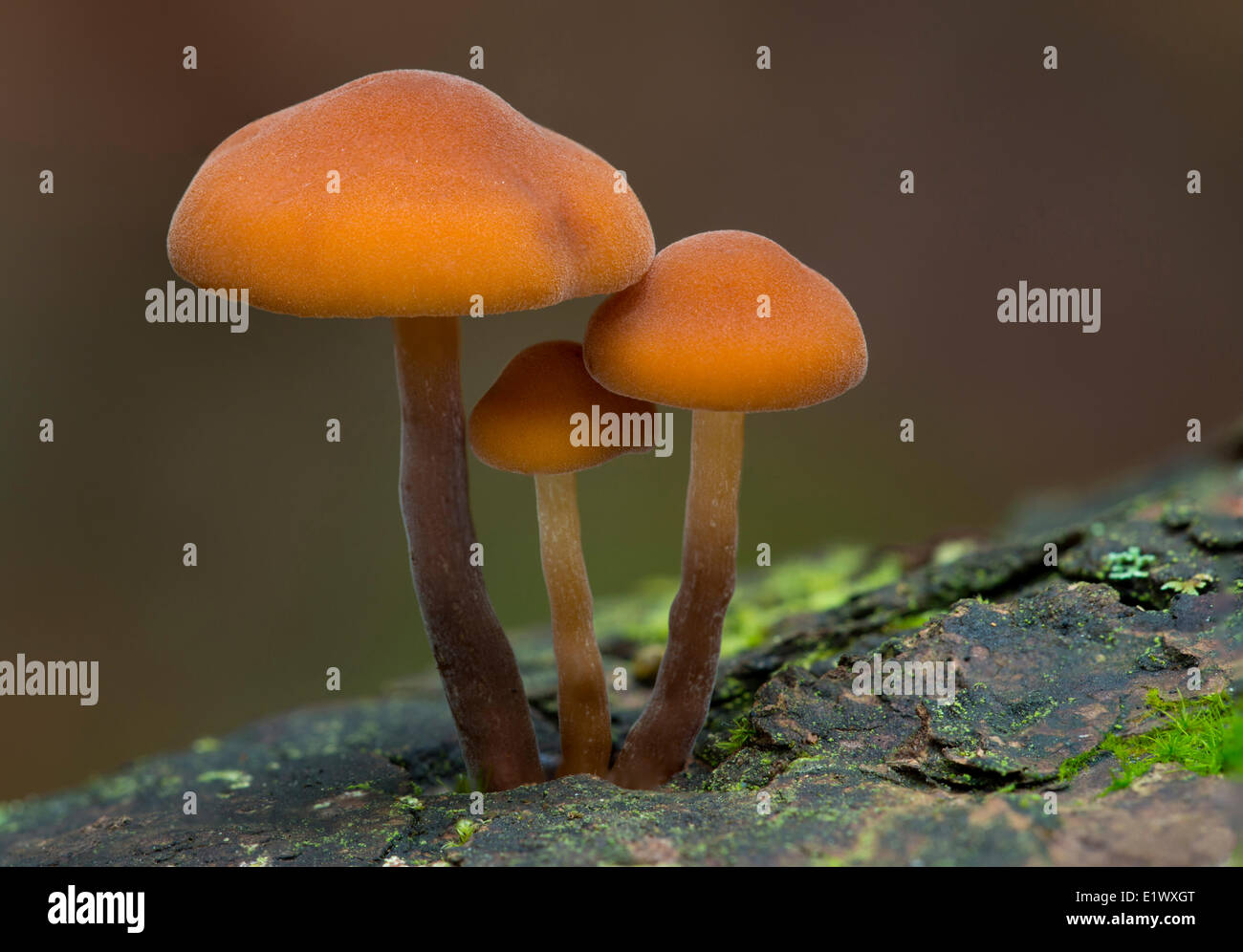 Unknown Mushroom Species - East Sooke Park, Sooke BC Stock Photo