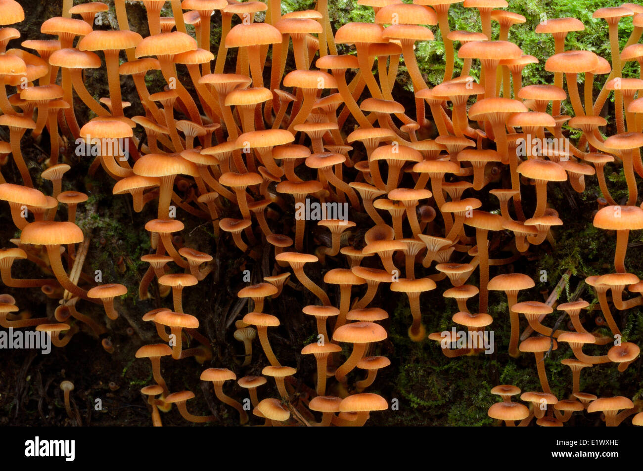 Xeromphalina campanella ('golden trumpet') mushroom Beaver Lake Park