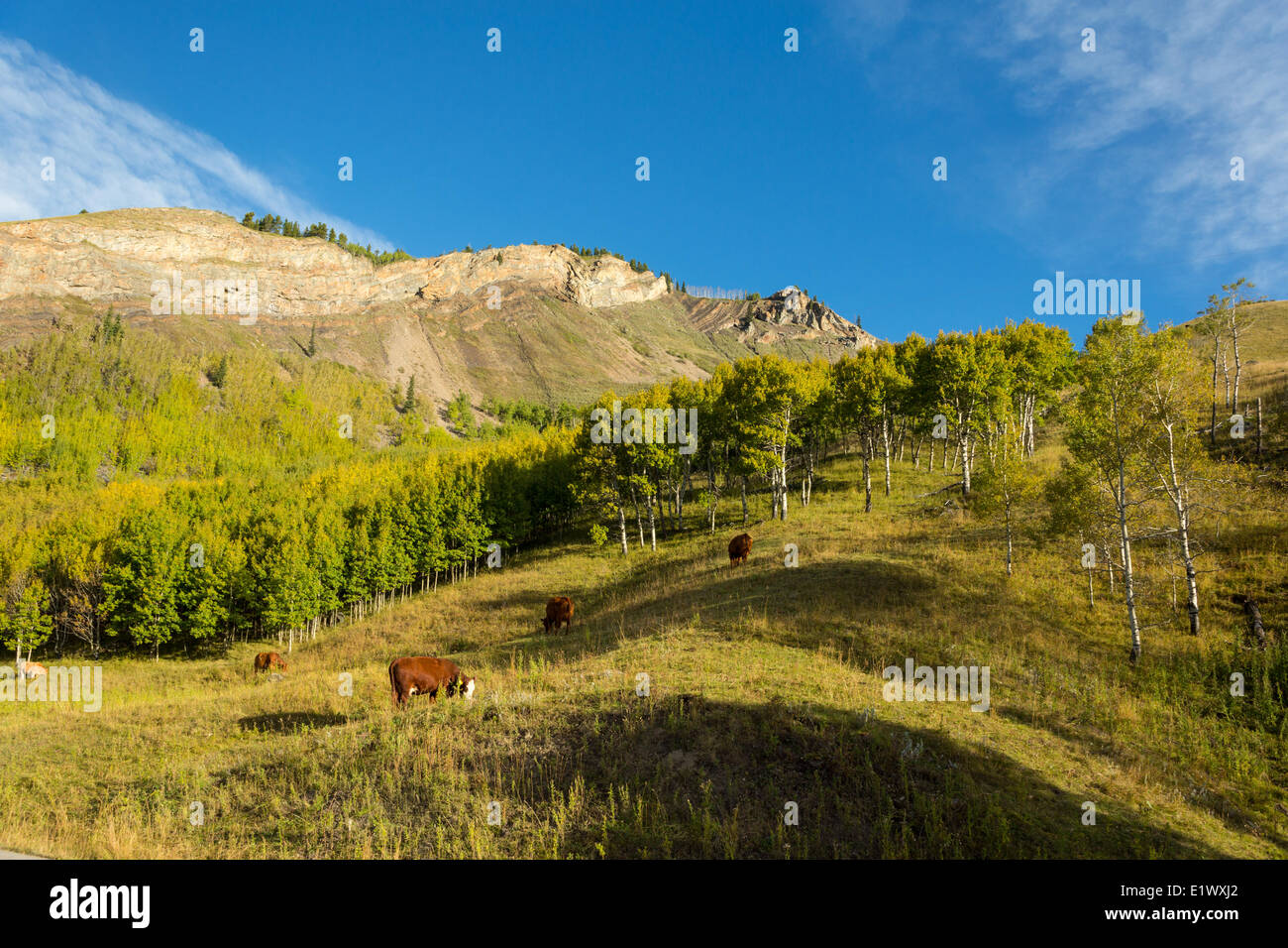 Cattle grazing, Bluerock Wildland Provincial Park, Kananaskis, Alberta