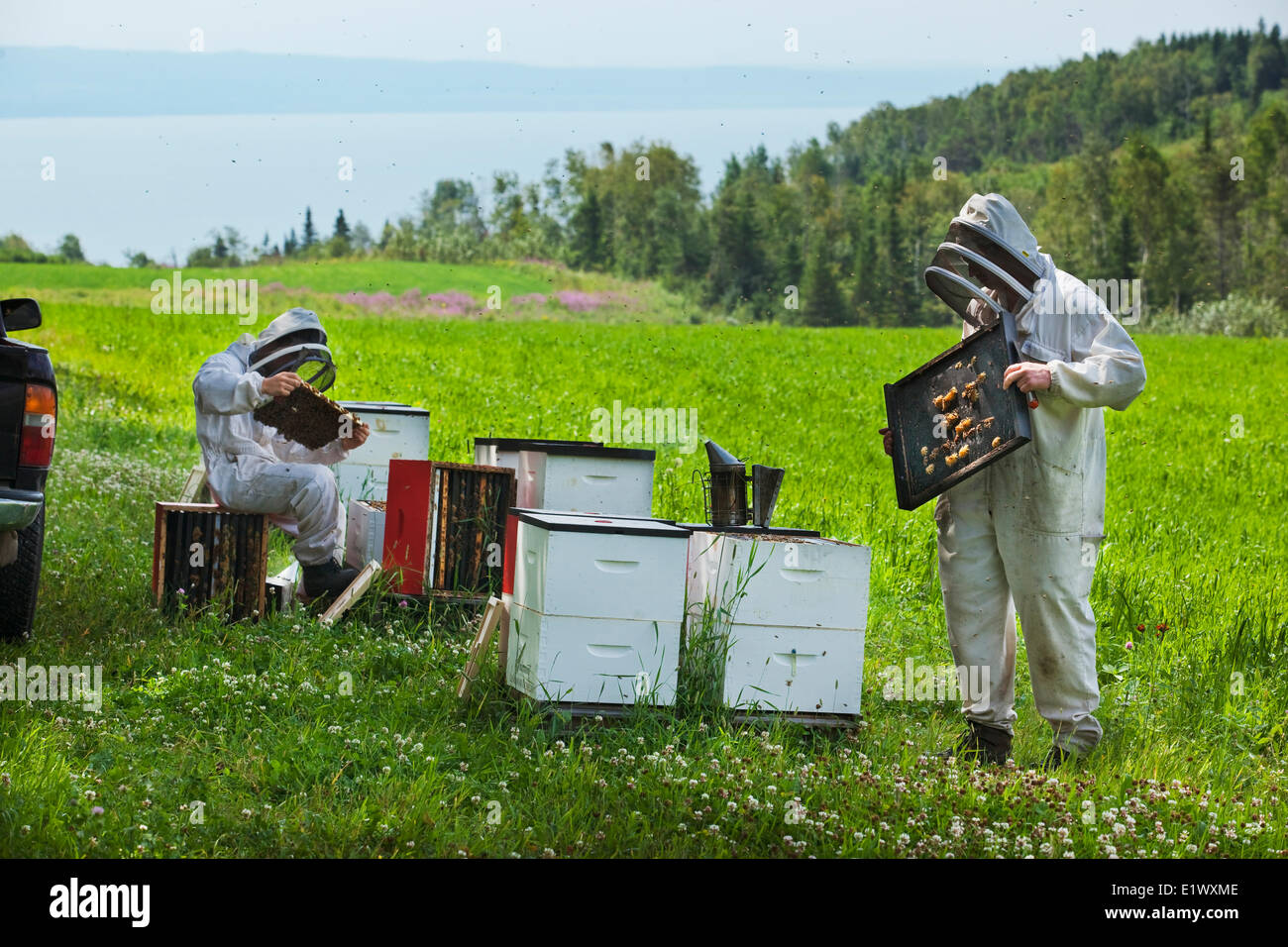 Beekeepers in their protective suits examining the condition of their hives. In the background is the St. Lawrence River. The sm Stock Photo