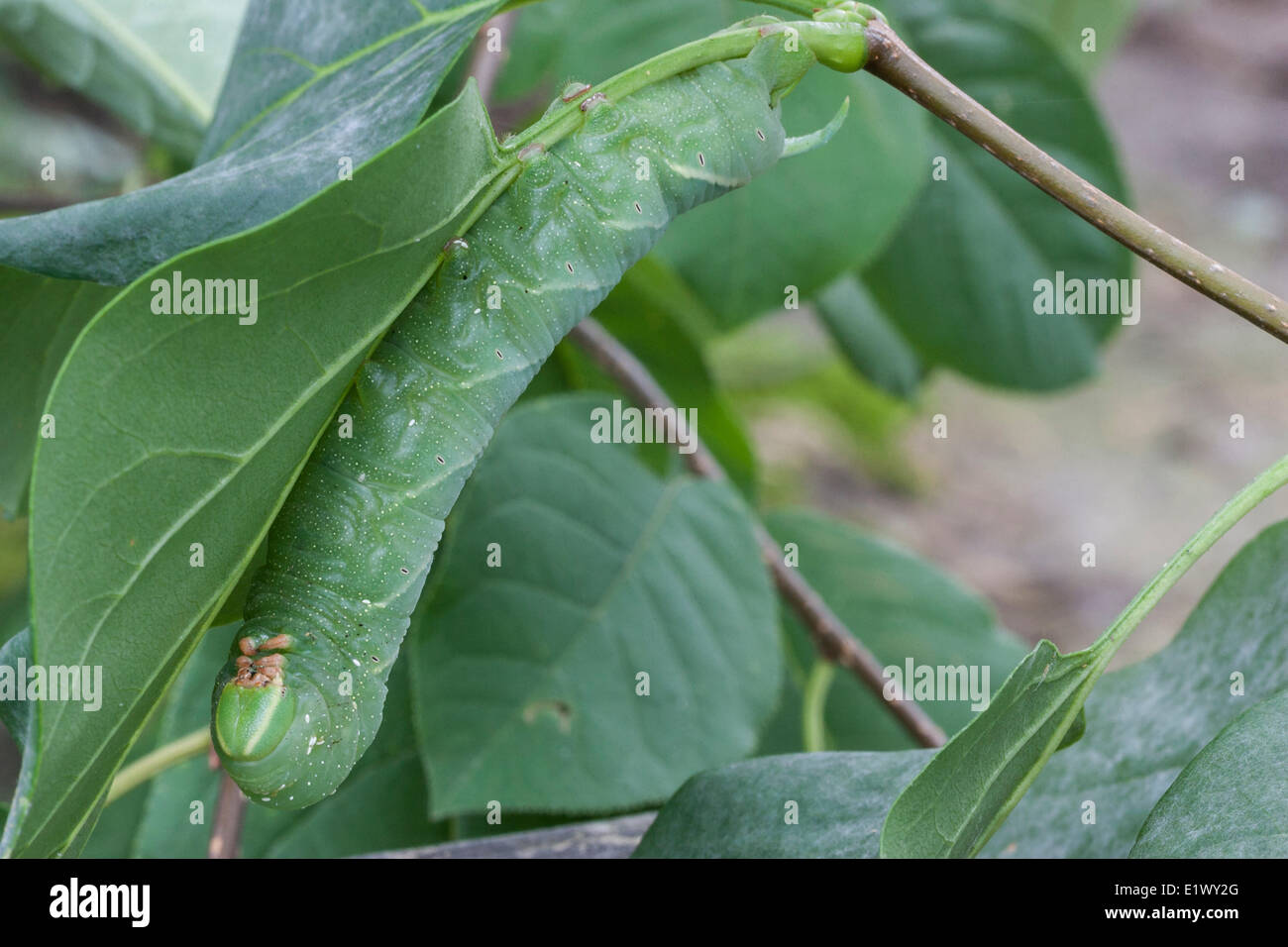 Hornworm parasitic wasp cocoons hi-res stock photography and images - Alamy