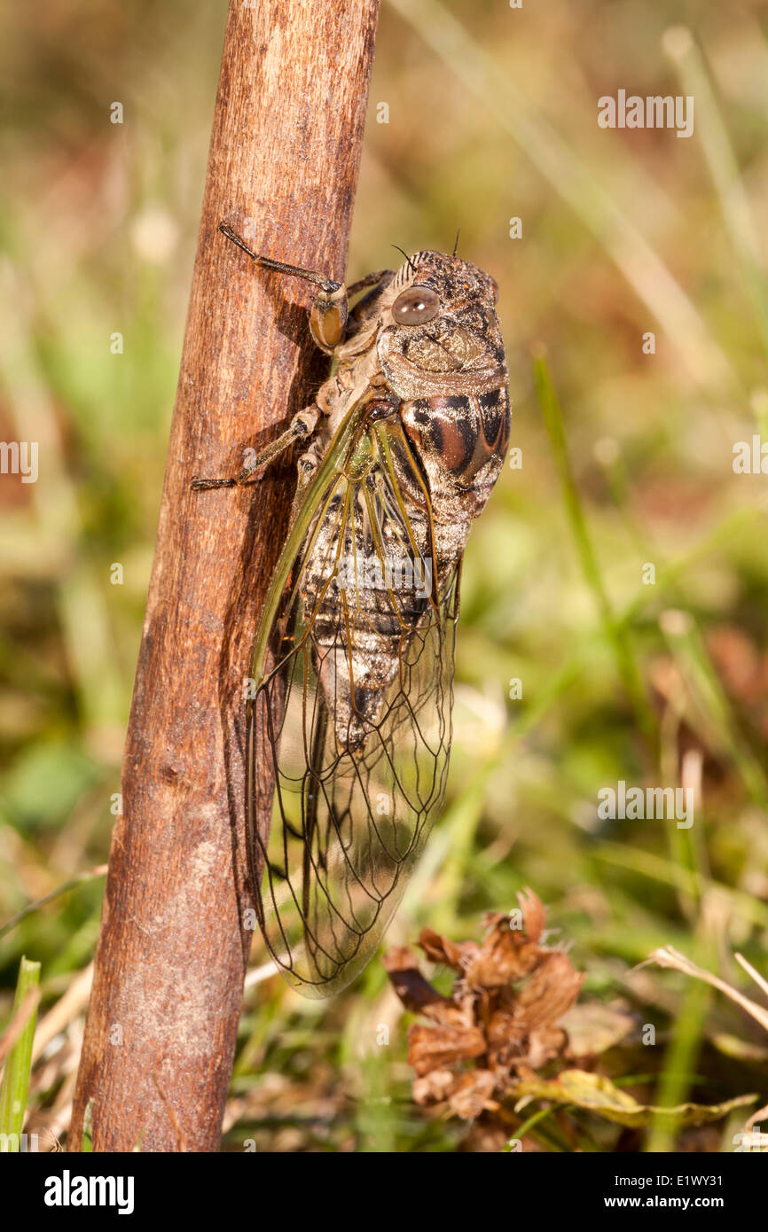 A Cicada or a dogday harvest fly (Tibicen canicularis) Scarborough