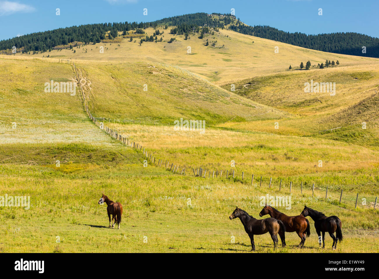 Longview farm hi-res stock photography and images - Alamy