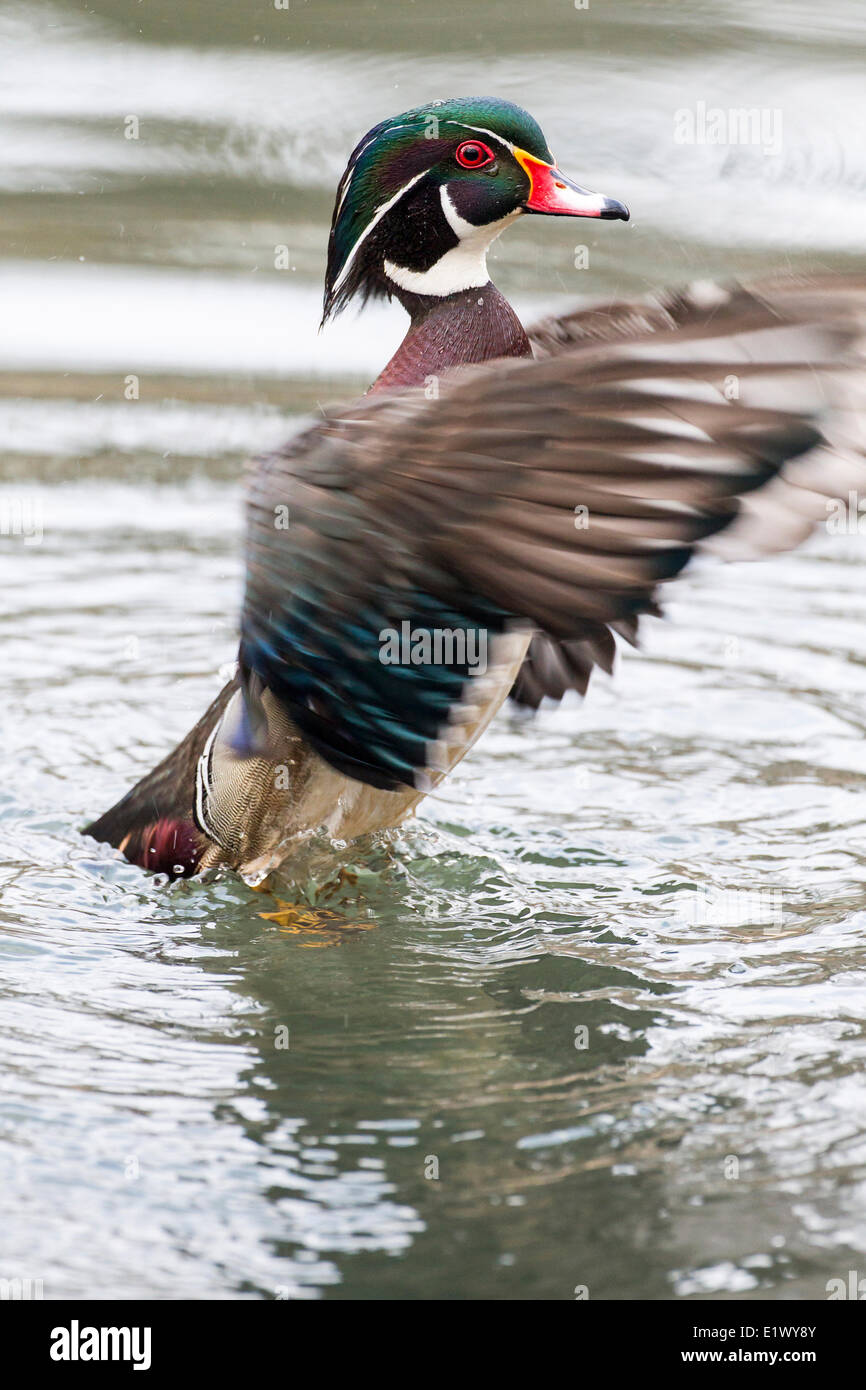 Male Wood Duck (Aix sponsa) flaps its wings on Grenadier Pond in High Park, Toronto, Ontario, Canada Stock Photo
