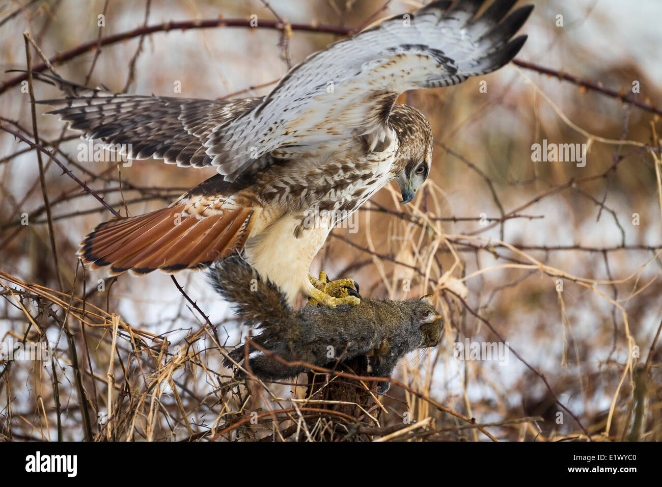 The red tailed hawk hi-res stock photography and images - Alamy