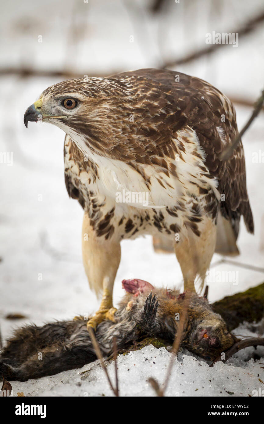 Red tailed hawk eating hi-res stock photography and images - Alamy