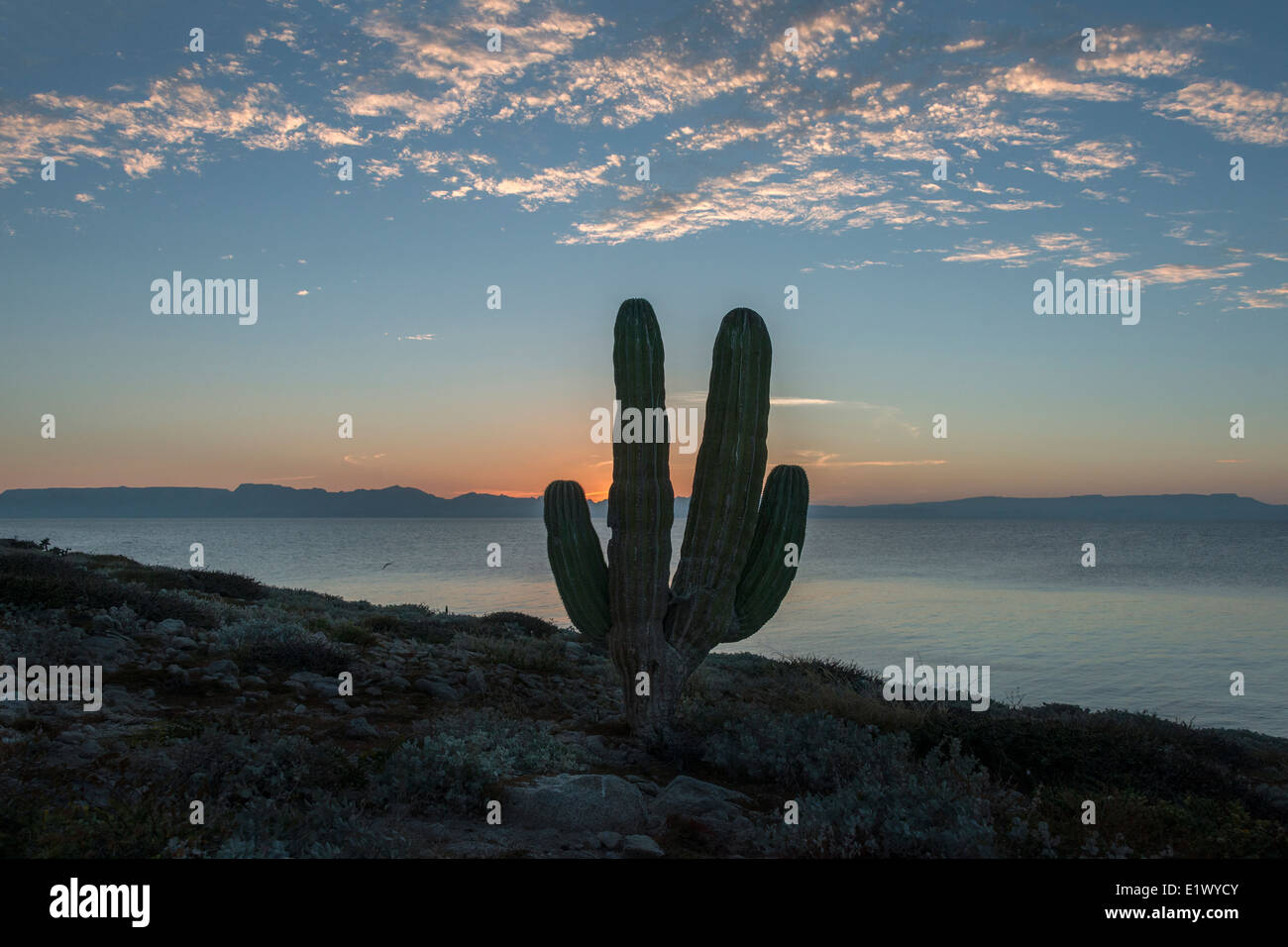 Cardon cactus at sunset, Isla San Francisco, Baja, Mexico Stock Photo