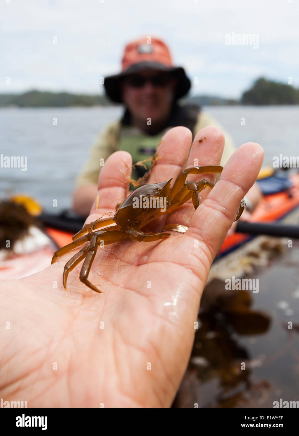 A kayaker holds a Kelp Crab (Pugettia gracilis) in his hand while paddling in the Broken Island Group Barkley Sound Vancouver Stock Photo
