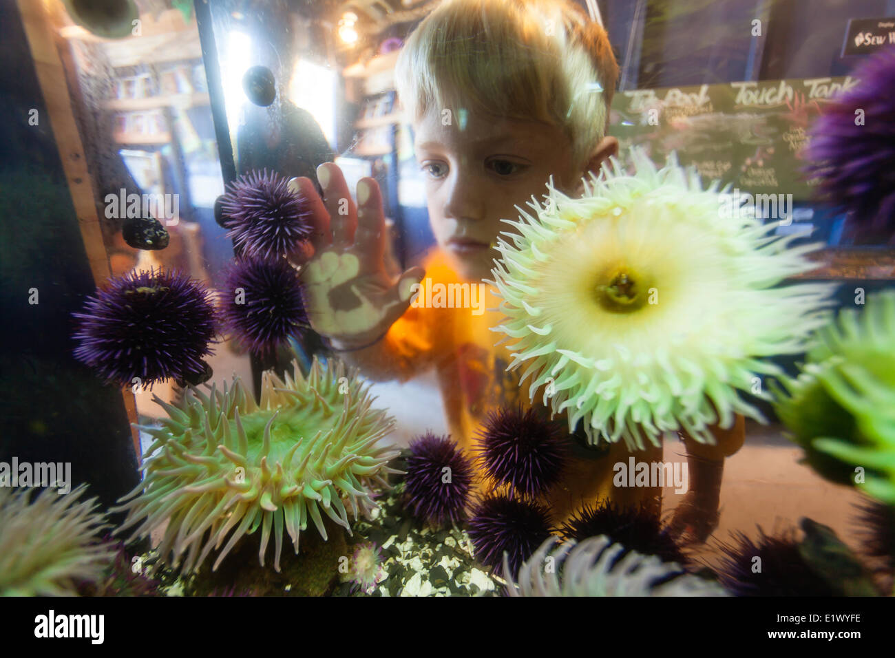 A young child peers into a tank inter-tidal sealife including sea anemone (Actiniaria) purple sea urchins (Echinoidea). at the Stock Photo