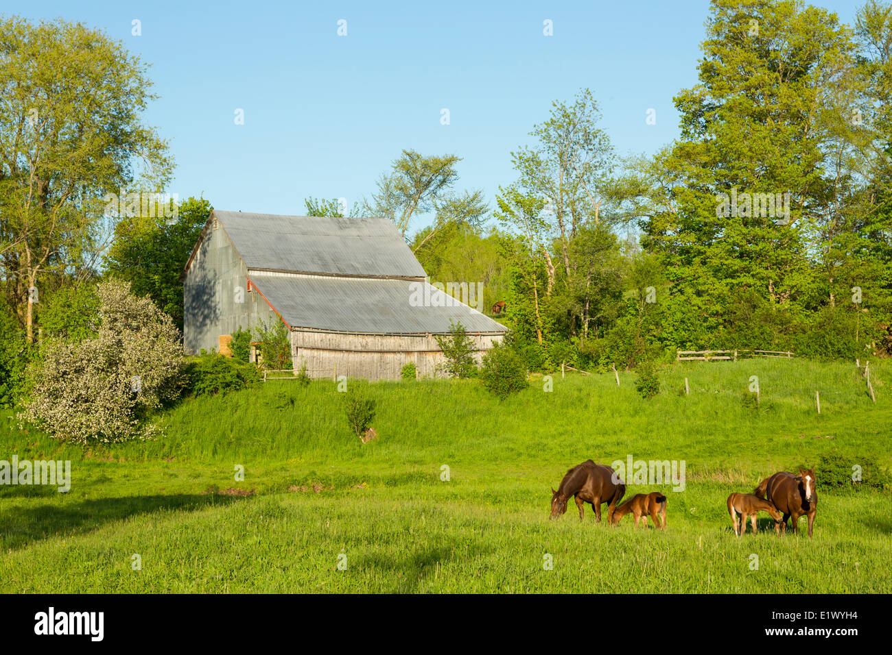 Mare and foals, Newport, Nova Scotia, Canada Stock Photo