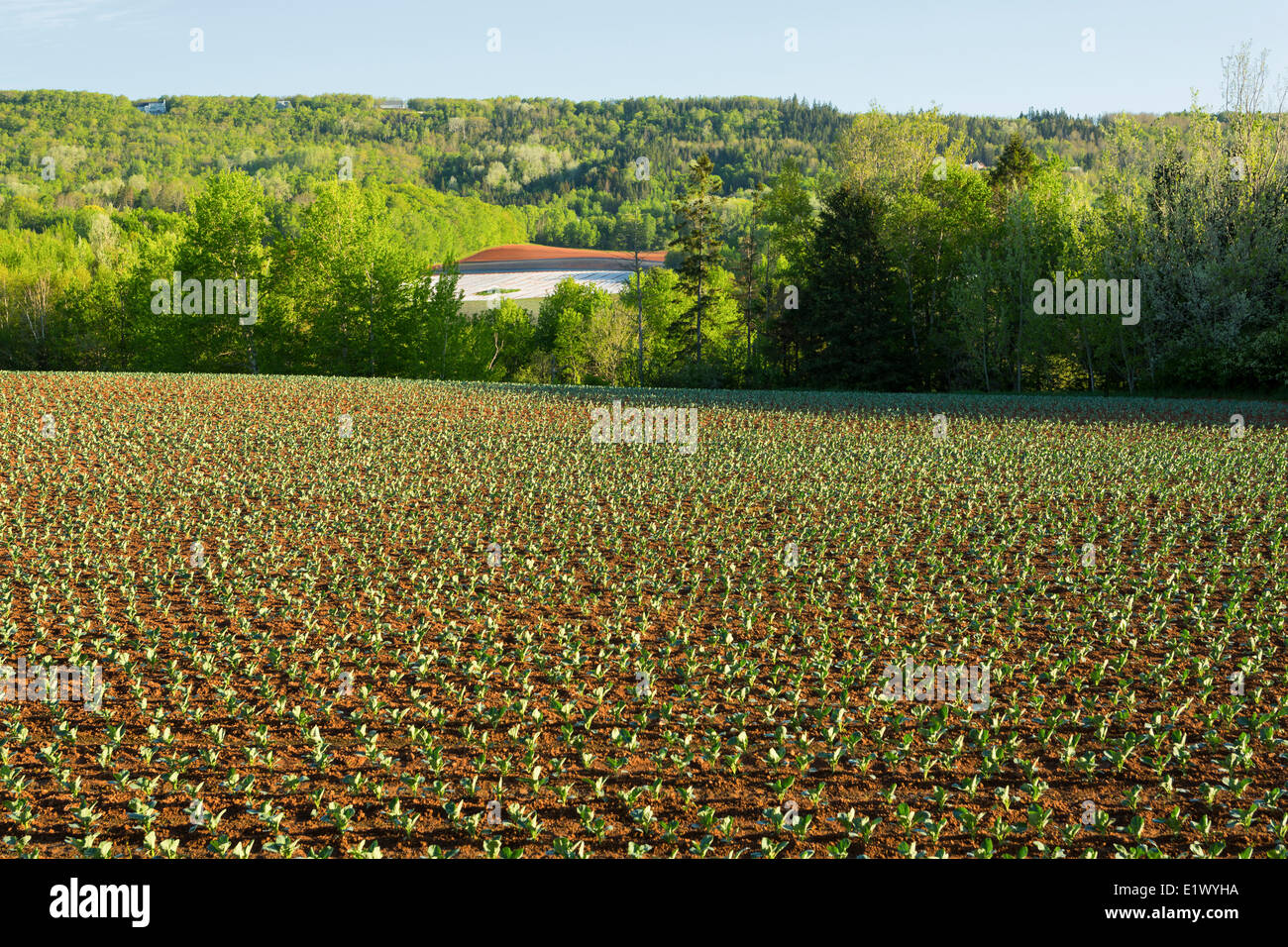 Planted cold crop, Norths Corner, Kings County, Nova Scotia, Canada Stock Photo