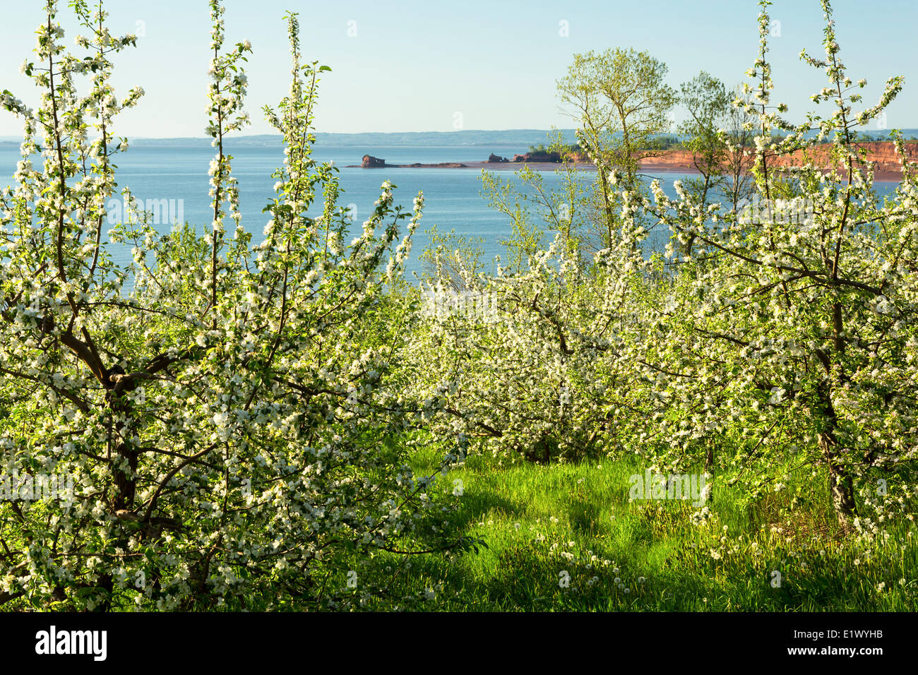Apple Orchard in bloom, Blomidon, Annapolis Valley, Nova Scotia, Canada Stock Photo