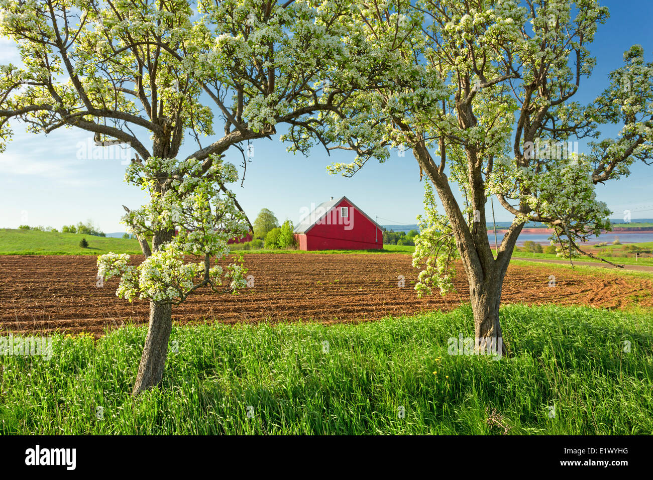 Barn framed by Apple trees in bloom, Blomidon, Nova Scotia, Canada Stock Photo