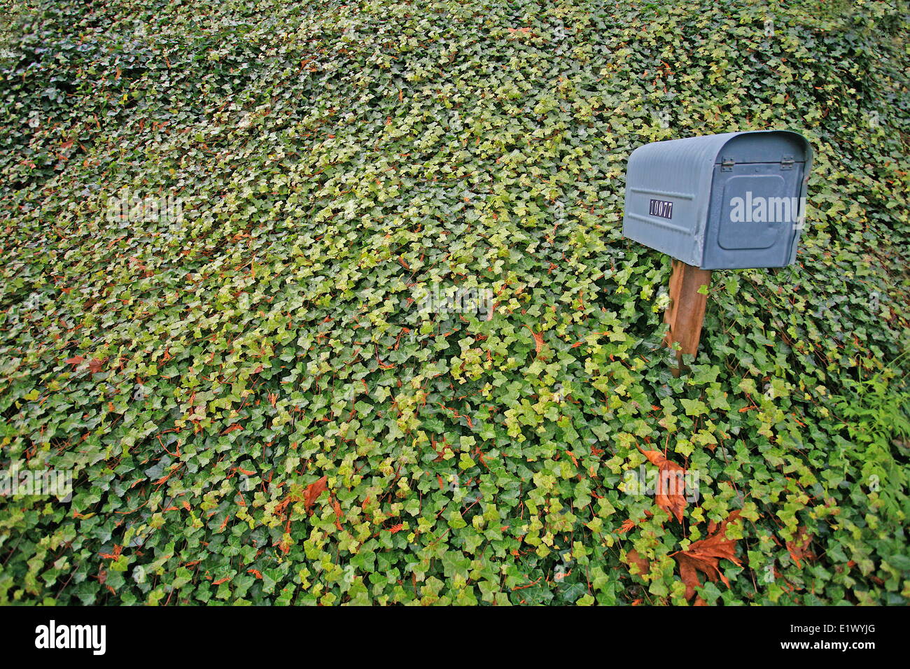 Mailbox In Ivy, Vancouver Stock Photo Alamy