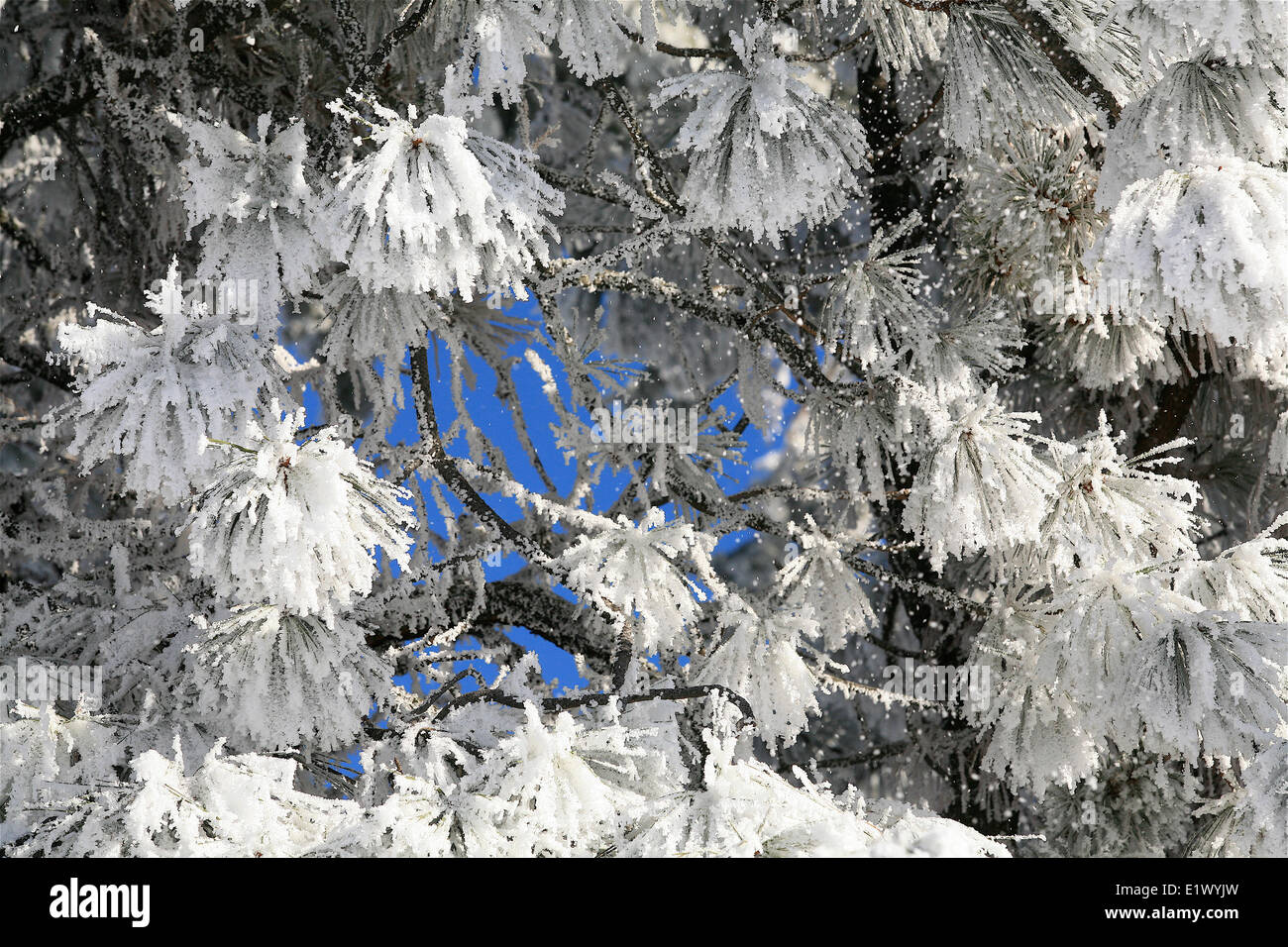 1761 Hoar frost covering pine needles in Lake Country, British Columbia, Darrel Giesbrecht Images Stock Photo