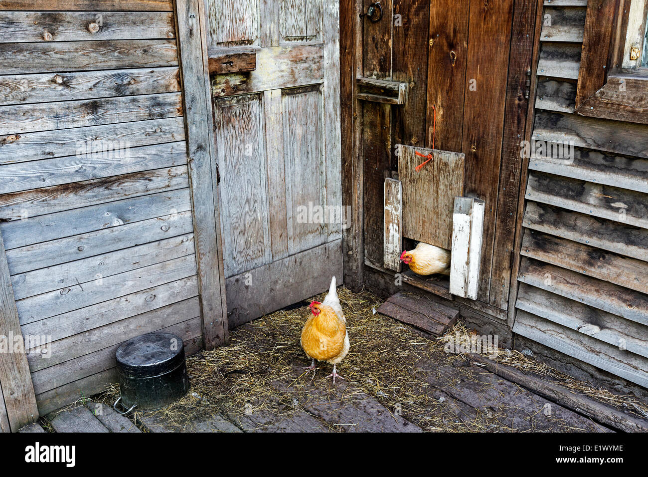 British Columbia, Canada, CEEDS farm, Cariboo region of British Columbia, chickens, farmyard, Stock Photo